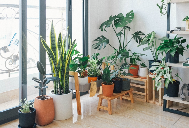 Τα 5 φυτά εσωτερικού χώρου που φιλτράρουν τον αέρα στο σπίτι σας